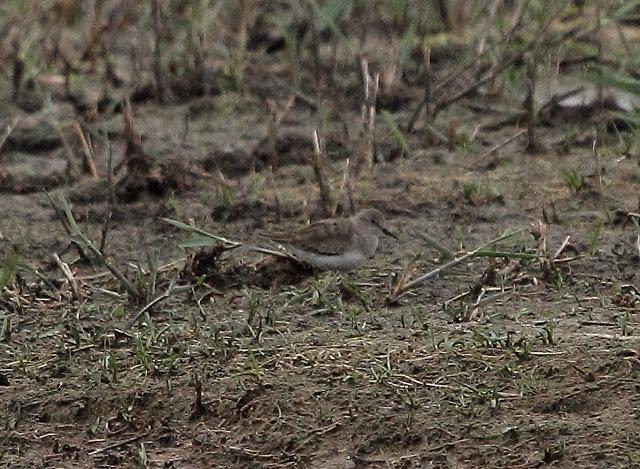 HISTORICO PASO PRENUPCIAL EN CATALUÑA  II