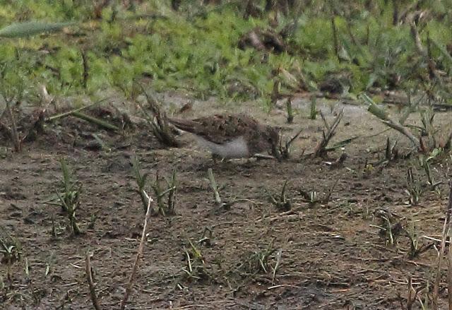 HISTORICO PASO PRENUPCIAL EN CATALUÑA  II