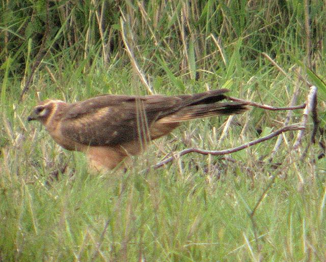 HISTORICO PASO PRENUPCIAL EN CATALUÑA  II