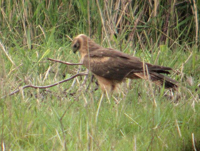 HISTORICO PASO PRENUPCIAL EN CATALUÑA  II