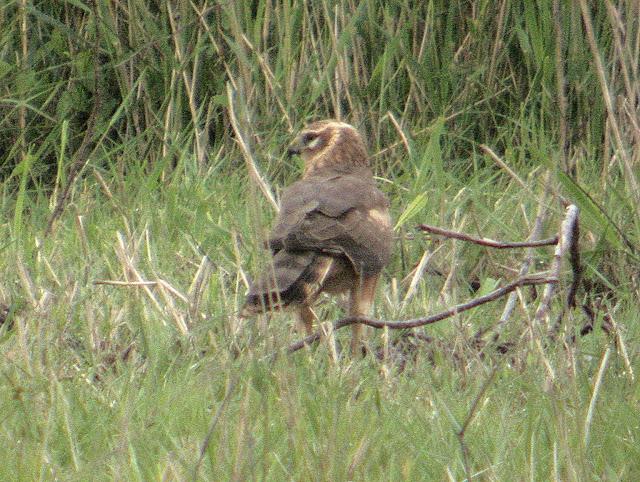 HISTORICO PASO PRENUPCIAL EN CATALUÑA  II