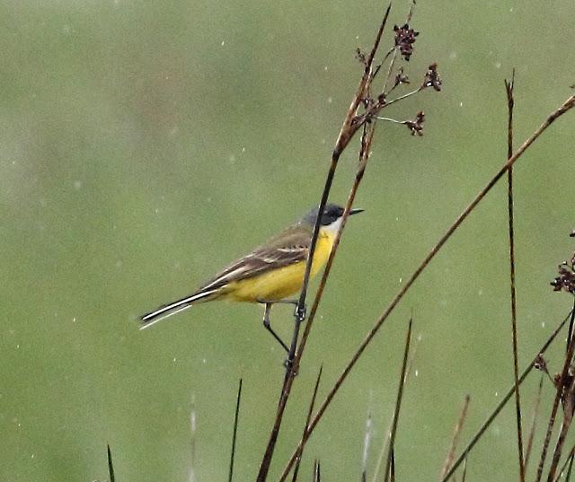 HISTORICO PASO PRENUPCIAL EN CATALUÑA  II