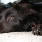 diarrea en los perros