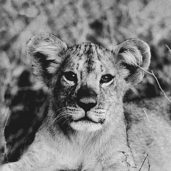 young lions italy 2013