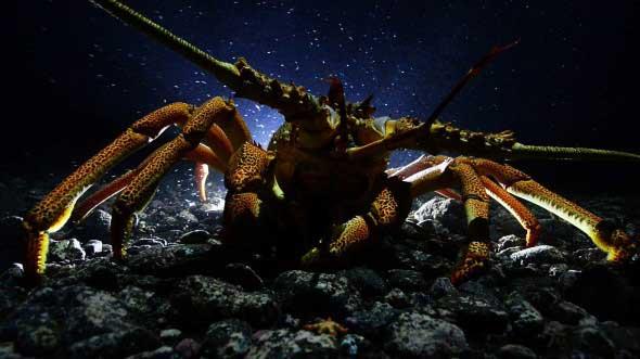 langosta gigante de Juan Fernández (Jasus frontalis)