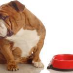 ¿Tu perro no come? Posibles causas y soluciones perro no come