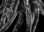 misterioso pulpo cristal