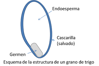HARINAS: FUERZA, MEDIA FUERZA, FLOJA, PANIFICABLE, ETC