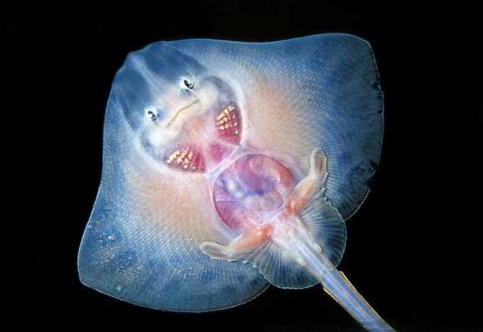 raya de clavos sonriente (Raja clavata)