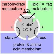 Perspectiva evolutiva del ciclo de Krebs “introducción”