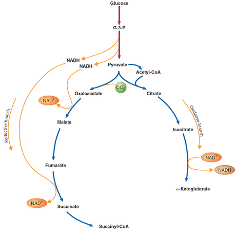 Perspectiva evolutiva del ciclo de Krebs “introducción” Perspectiva evolutiva del ciclo de Krebs “introducción”