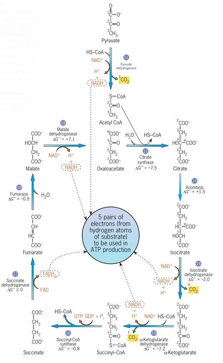 Resumen del ciclo de Krebs y su función energética