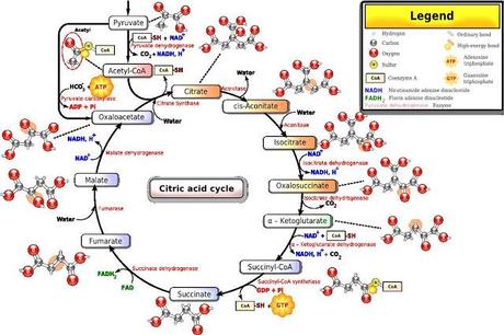 Resumen del ciclo de Krebs y su función energética