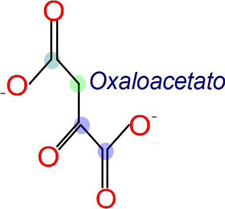 Malato a oxaloacetato