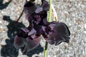 iris-before-storm-negro