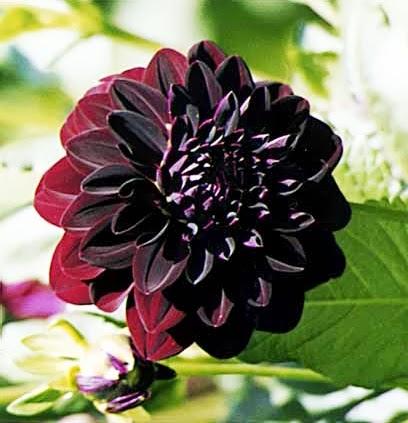 Flores negras - Paperblog
