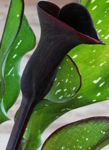 cala-black-star-negra