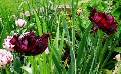 tulipanes-papagayo-de-color-negro