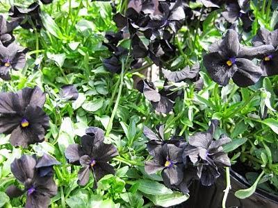 viola-black-magic