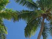 árbol llamado palmera