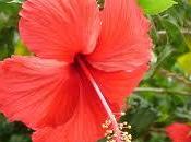 Flor Hibiscus (del pacifico) conocido como Agua Jamaica blog favorito