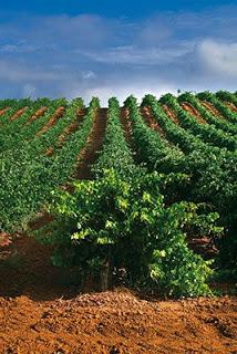 Buró de Peñalosa Reserva 2007, de Bodegas Pascual