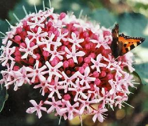 Flor de la Gloria