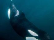 Orca discapacitada sobrevive ayuda familiares