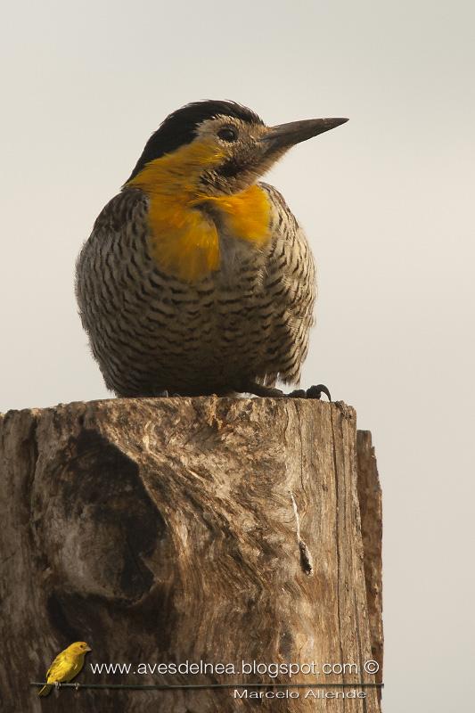 Carpintero campestre (Field Flicker) Carpintero campestre (Field Flicker)