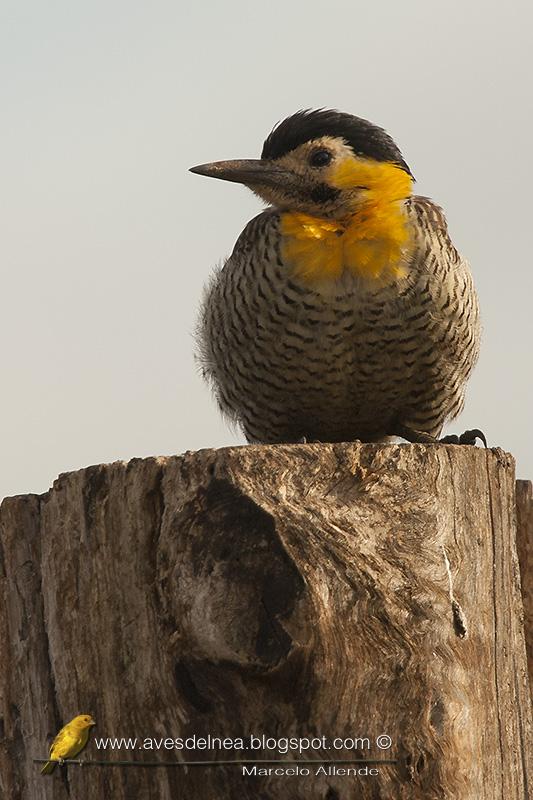 Carpintero campestre  (Field Flicker)