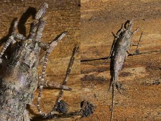 Para ampliar Microcoryphia, pececillo de cobre. hacer clic