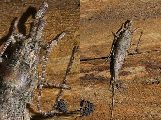 Para ampliar Microcoryphia, pececillo de cobre. hacer clic