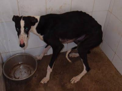 AYUDA URGENTE!! ESTÁN EN LA PERRERA DE GESSER (CADIZ)