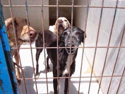 AYUDA URGENTE!! ESTÁN EN LA PERRERA DE GESSER (CADIZ)