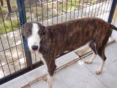 AYUDA URGENTE!! ESTÁN EN LA PERRERA DE GESSER (CADIZ)