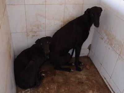 AYUDA URGENTE!! ESTÁN EN LA PERRERA DE GESSER (CADIZ)