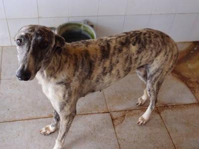 AYUDA URGENTE!! ESTÁN EN LA PERRERA DE GESSER (CADIZ)