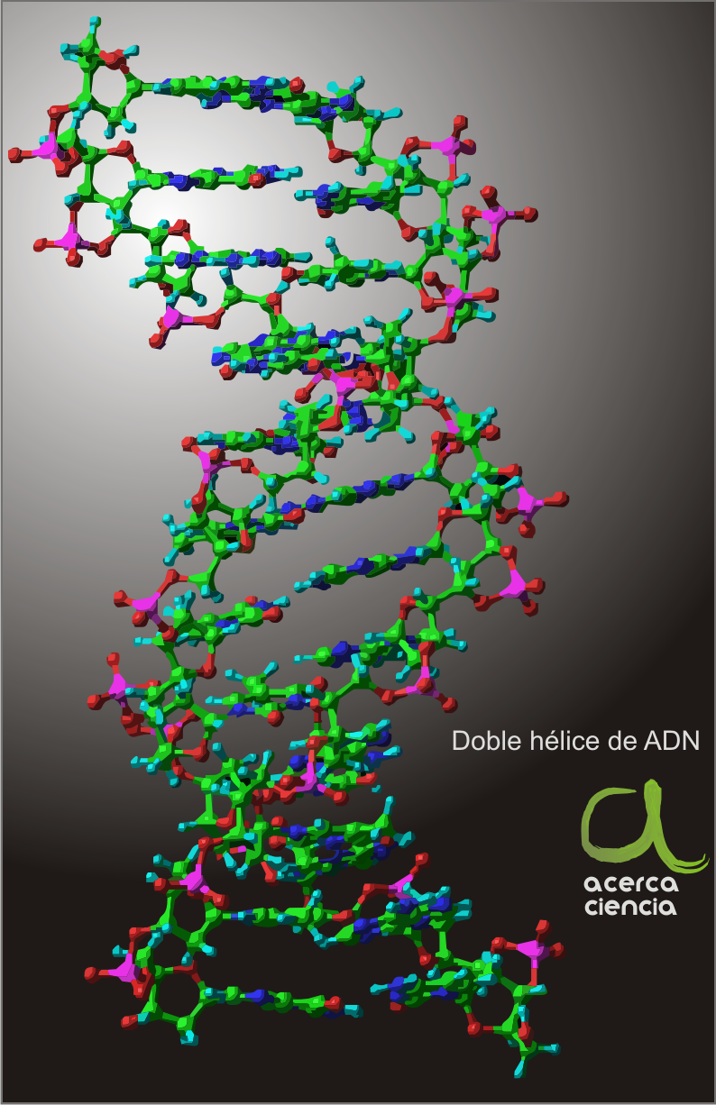 ADN doble hélice