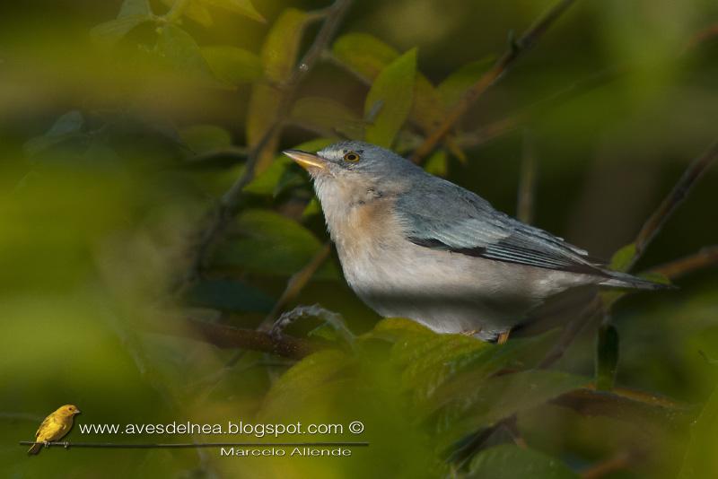Frutero cabeza negra (Hooded tanager)