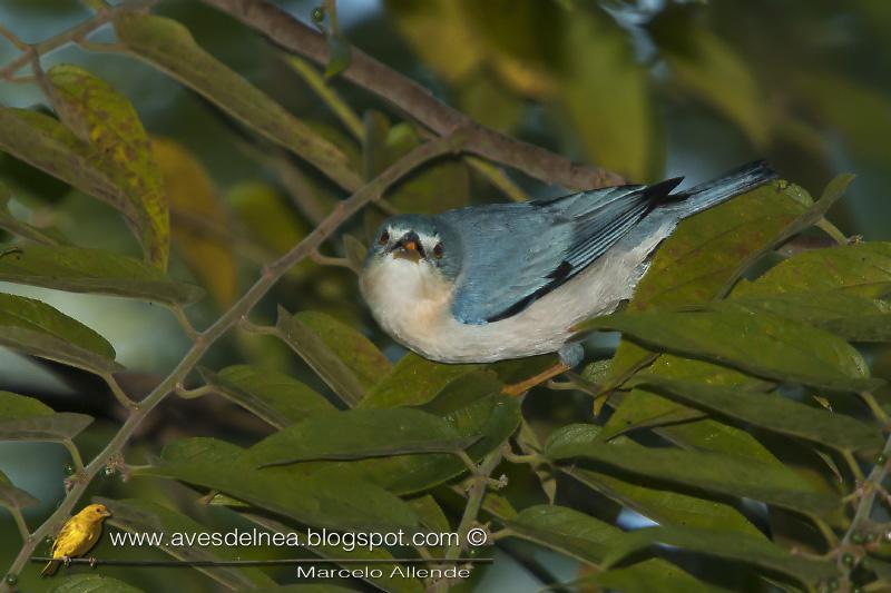 Frutero cabeza negra (Hooded tanager)