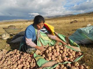 Estimados Nutricionales de la Papa