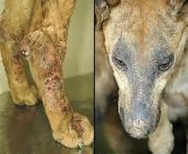 Llega el calorcito, llegan los mosquitos Llega el calorcito, llegan los mosquitos