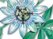 Propiedades pasiflora pasionaria