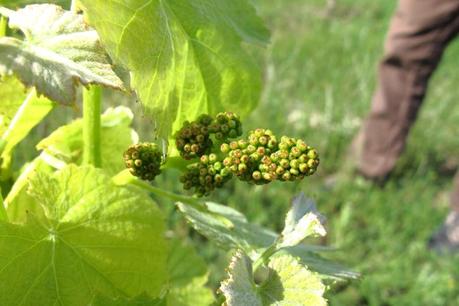 La primera garnatxa peluda del Palell Orto Vins