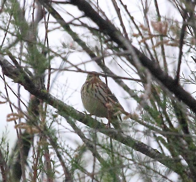 HISTORICO PASE PRENUPCIAL EN CATALUÑA  Y III