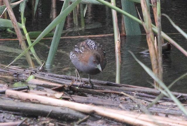 HISTORICO PASE PRENUPCIAL EN CATALUÑA  Y III