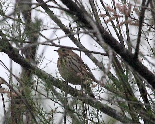 HISTORICO PASE PRENUPCIAL EN CATALUÑA  Y III