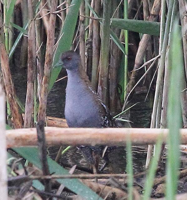 HISTORICO PASE PRENUPCIAL EN CATALUÑA  Y III