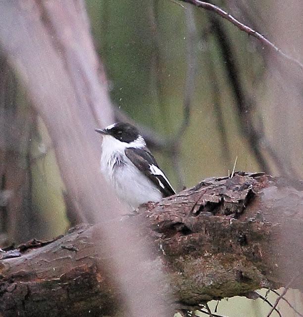 HISTORICO PASE PRENUPCIAL EN CATALUÑA  Y III