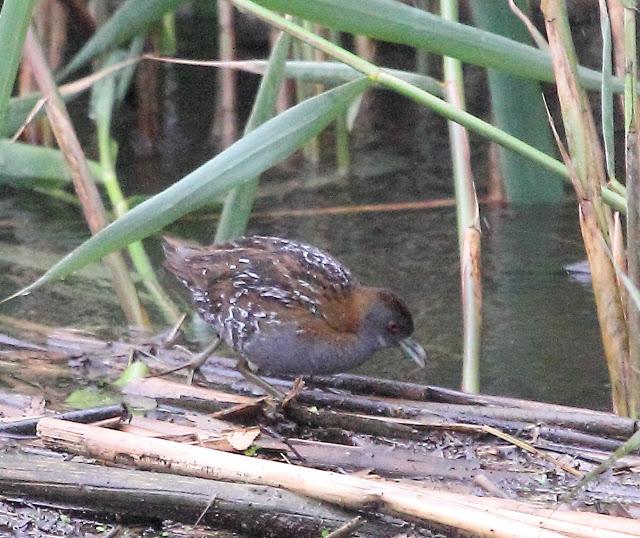 HISTORICO PASE PRENUPCIAL EN CATALUÑA  Y III